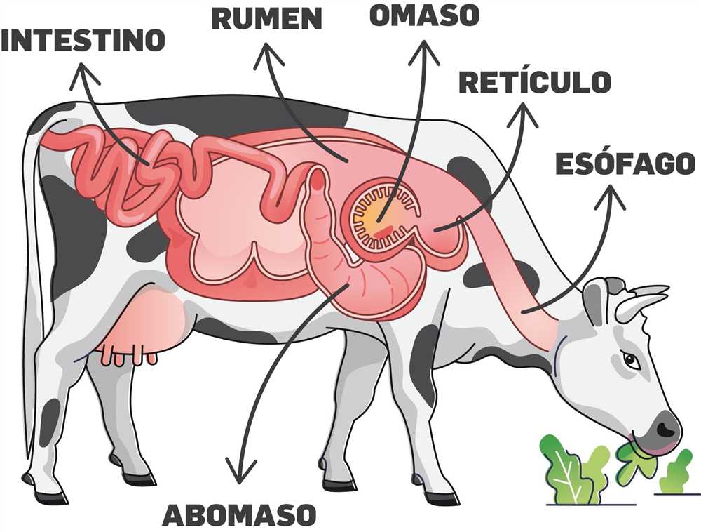 Como se llaman los estomagos de la vaca